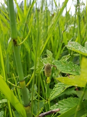 Equisetum fluviatile