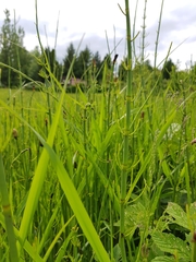Equisetum fluviatile