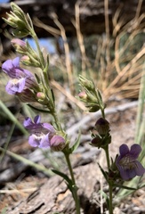 Penstemon ophianthus