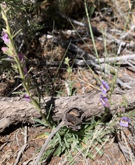 Penstemon ophianthus