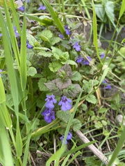 Glechoma hederacea