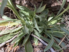 Penstemon ophianthus