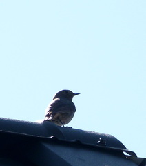 Phoenicurus ochruros