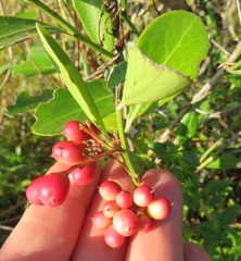 Gymnosporia markwardii