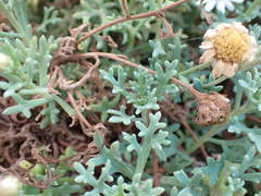Argyranthemum frutescens image