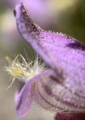 Penstemon ophianthus
