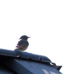 Phoenicurus ochruros