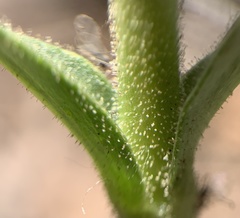 Penstemon ophianthus