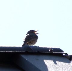 Phoenicurus ochruros