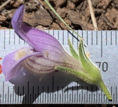 Penstemon ophianthus