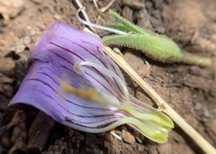 Penstemon ophianthus