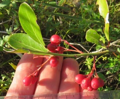 Gymnosporia markwardii