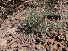 Astragalus brandegeei