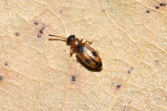 Psammoecus bipunctatus