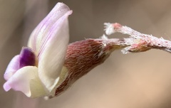 Astragalus brandegeei