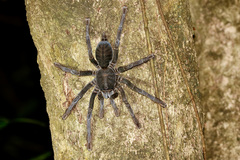 Lampropelma carpenteri