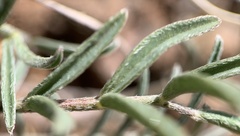 Astragalus brandegeei