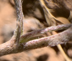 Astragalus brandegeei