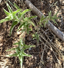Dracocephalum parviflorum