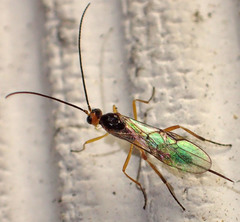 Meteorinae