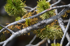 Arceuthobium americanum