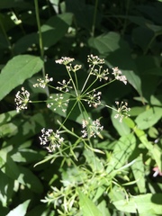 Perideridia americana