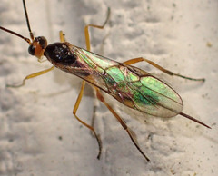 Meteorinae