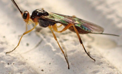 Meteorinae