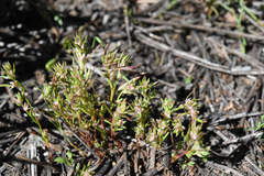 Polygonum polygaloides