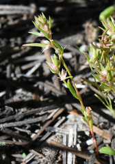 Polygonum polygaloides