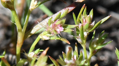 Polygonum polygaloides