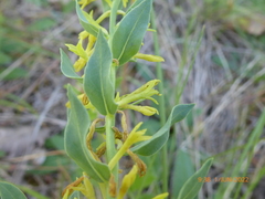 Thymelaea sanamunda
