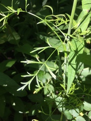 Perideridia americana