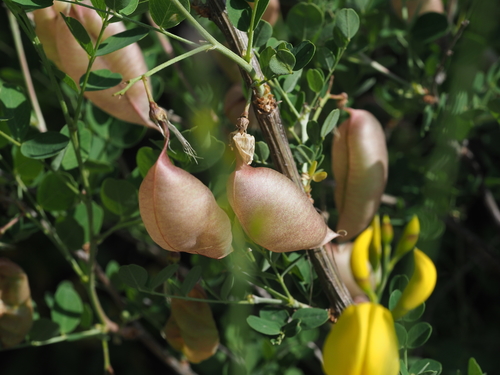 Colutea arborescens iNat (3)