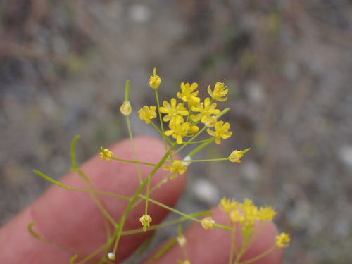 Image of Descurainia incisa by no rights reserved