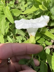 Calystegia macounii