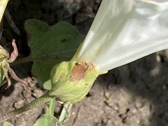 Calystegia macounii