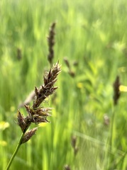 Carex disticha