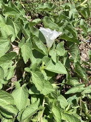 Calystegia macounii