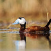 White-headed Duck - Photo (c) Luca Ghiraldi, some rights reserved (CC BY-NC), uploaded by Luca Ghiraldi
