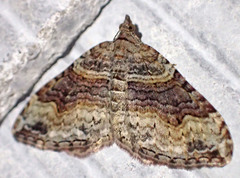 Xanthorhoe defensaria