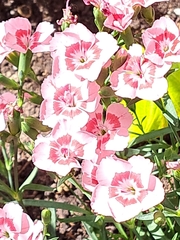 Dianthus barbatus