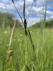 Carex hostiana