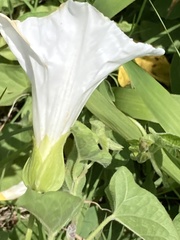 Calystegia macounii