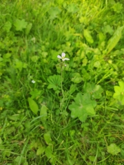 Cardamine pratensis