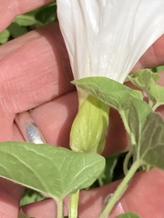 Calystegia macounii