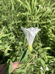 Calystegia macounii