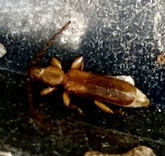 Smodicum cucujiforme