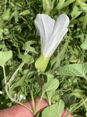 Calystegia macounii