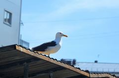 Larus fuscus
